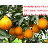 四川柑橘苗批發，四川柑橘苗特點，四川柑橘苗出售