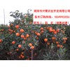 四川柑橘苗出售，四川柑橘苗種植技術，四川柑橘苗管理技術