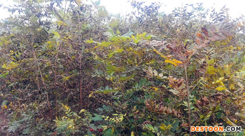 10-美國山核桃嫁接苗-200