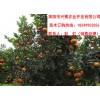 四川柑橘樹苗出售，四川柑橘樹苗種植技術(shù)
