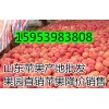 山東冷庫紅富士蘋果產(chǎn)地批發(fā)價格行情