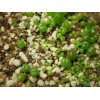 秦皇島園藝珍珠巖：供應(yīng)天煜保溫材料廠物超所值的園藝珍珠巖