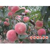 萊蕪映霜紅桃樹苗：供應(yīng)山東有品質(zhì)的映霜紅桃樹苗