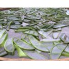 價格優惠的蘆薈全葉茶莆田供應——福建蘆薈苗