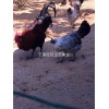 昆明雞苗_買云南土雞當(dāng)然是到旺旺生態(tài)禽業(yè)養(yǎng)殖