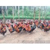 貴陽口碑好的香雞苗2號提供商|土雞放養(yǎng)