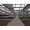 連棟溫室建造費用——連棟溫室工程建設