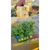 【濰坊值得信賴】的虞美人廠家提供//哪里能買到優質羽扇豆【？？】