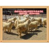 絨山羊良種母羊，信譽好的絨山羊良種母羊