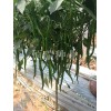 [恒瑞種業(yè)]線椒種子品質好_批發(fā)綠線椒種子