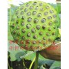 優(yōu)惠的蓮子種苗荷花種苗_優(yōu)質(zhì)蓮子種苗專賣(mài)