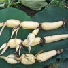 蓮藕種苗專賣|信譽(yù)好的荷花苗批發(fā)商