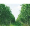 聊城美國竹柳_想要品種好的竹柳就來麥藍(lán)農(nóng)業(yè)科技