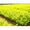 濰坊優質的金葉女貞·廠家直銷，種植叢生福祿考