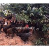 云南雞苗——來(lái)旺旺生態(tài)禽業(yè)養(yǎng)殖，買優(yōu)惠的云南土雞