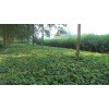 油用牡丹苗價(jià)格 好種植的油用牡丹套播育苗田優(yōu)選鴻運(yùn)農(nóng)業(yè)