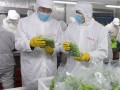 日照蔬菜出口首次突破十萬噸 連續六年穩增長