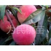 濰坊優質映霜紅供應，河南映霜紅