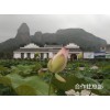 想買(mǎi)好的高產(chǎn)蓮蓬苗就到朝荷白蓮專業(yè)合作社 |高產(chǎn)蓮蓬苗專賣(mài)店