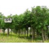 濰坊國槐供應(yīng)基地哪家好——熱銷國槐