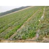 萊蕪農用噴灌帶專業生產廠家  【直銷】 農用噴灌帶價格？