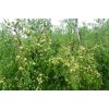 沾化冬棗2號樹苗_沾化冬棗2號樹苗價格_沾化冬棗2號樹苗批發，華凱冬棗苗基地