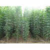 要買白蠟，濟(jì)寧源林經(jīng)貿(mào)是不二選擇，速生白蠟小苗