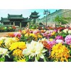 暢銷的國(guó)慶菊出售：綠化用宿根花卉