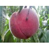 夏雪桃苗供應(yīng)_想要買夏紅桃苗就來(lái)樂義苗木