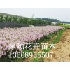 誠信經(jīng)營的假龍頭小苗生產(chǎn)基地，山東假龍頭價格