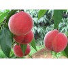 青州映霜紅苗價格，大豐收果樹專業(yè)供應(yīng)映霜紅桃苗