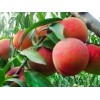 全紅蜜找崇家果樹(shù)苗木_品種優(yōu)良——全紅蜜種植基地