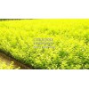 山東月季推薦_青州營養(yǎng)杯苗