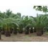 布迪椰子種植技術(shù)|加拿利海棗苗木|布迪椰子栽植時(shí)間