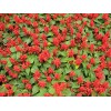 哪里能買到實(shí)惠的一串紅 優(yōu)質(zhì)一串紅