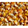 常年大量收購玉米、碎米、大豆、高粱