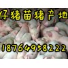 山東仔豬價格 今日仔豬行情 三元苗豬怎么批發
