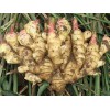 鮮姜種子供應，新品鮮姜批發【山東】