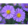 河北荷蘭菊景觀_高品質公園專用荷蘭菊哪里有供應