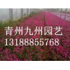 芝櫻價格：想要優質的芝櫻就來青州九州園藝
