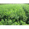 扶芳藤價格 供應(yīng)山東實(shí)惠的扶芳藤