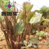 2017新品種優(yōu)質(zhì)脫毒紫薯種苗紫紅薯種苗紫番薯種苗基地價格優(yōu)