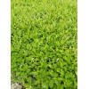 四川香橙芽苗特點，四川香橙芽苗出售，四川香橙芽苗種植技術