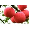 今日山東紅富士蘋果最新批發(fā)價格