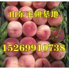 山東毛桃產(chǎn)地大量批發(fā)優(yōu)質(zhì)毛桃