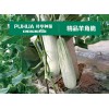 聊城樸華農(nóng)業(yè)，甜瓜、香瓜、黃瓜、西紅柿、圓茄優(yōu)質(zhì)種苗