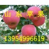 山東臨沂藤木蘋(píng)果批發(fā)山東毛桃基地上市了