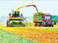 黑龍江墾區長水河農場引進優質飼料