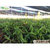 大棚造價，好產品選溫室，建溫室大棚芳誠造