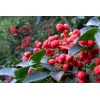 四川大紅袍花椒苗基地，四川大紅袍花椒苗價(jià)格